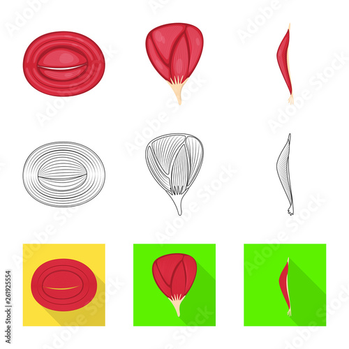 Vector design of fiber and muscular symbol. Collection of fiber and body  stock vector illustration.