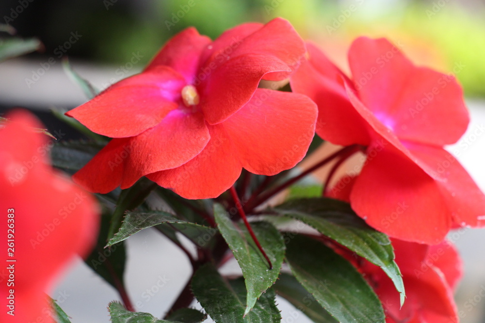 estas son diferentes tipos de flores y hojas, fotos tomadas en distintos lugares y jardines aqui podemos observar diferentes tipos,colores ,texturas y tamaños . estas son diferentes tipos de flores y hojas, fotos tomadas en distintos lugares y jardines aqui podemos observar diferentes tipos,colores ,texturas y tamaños .