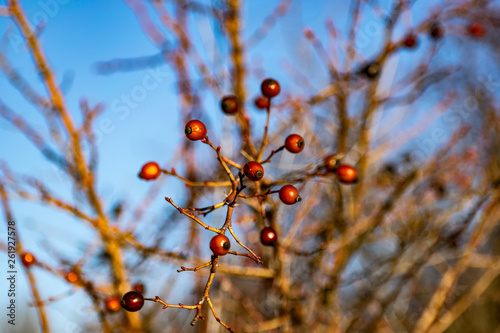 Dried rose hips in nature. The black-and-red fruits of the overgrown rose grew in the open air. Dry yellow twigs in spring after winter. Interesting patterns with berries