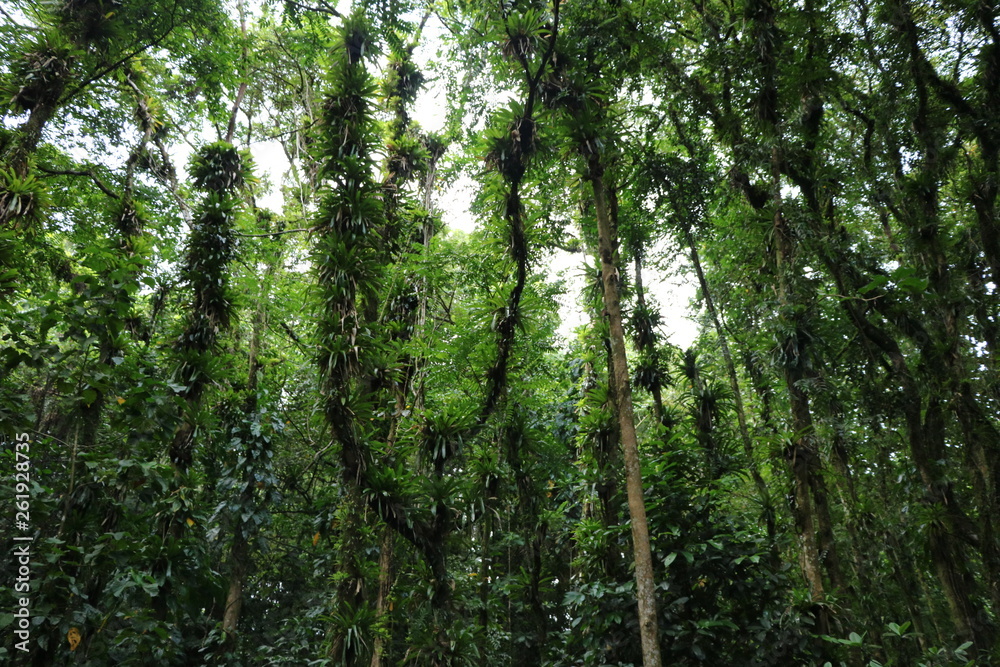 Naklejka premium St. Vincent / Karibik