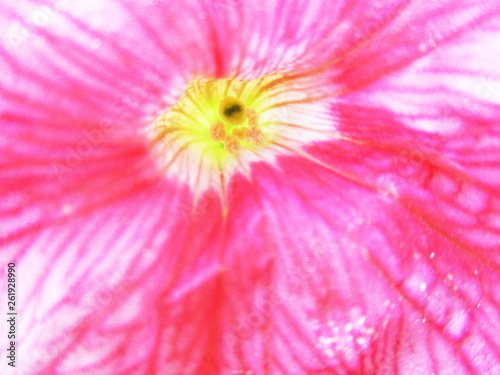 Leaves  Foliage  flowers and Green Nature