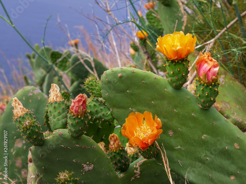 Kakteen mit Blüten