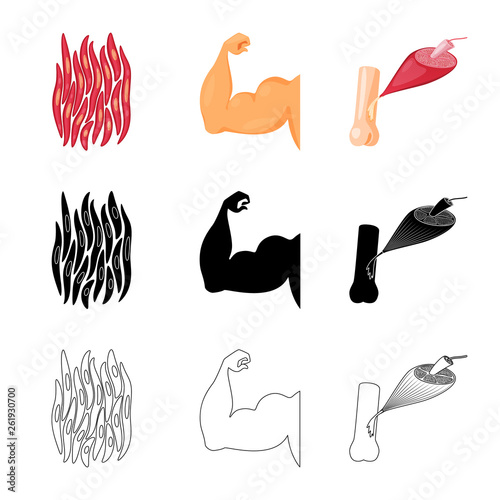 Vector design of fiber and muscular logo. Collection of fiber and body  vector icon for stock.