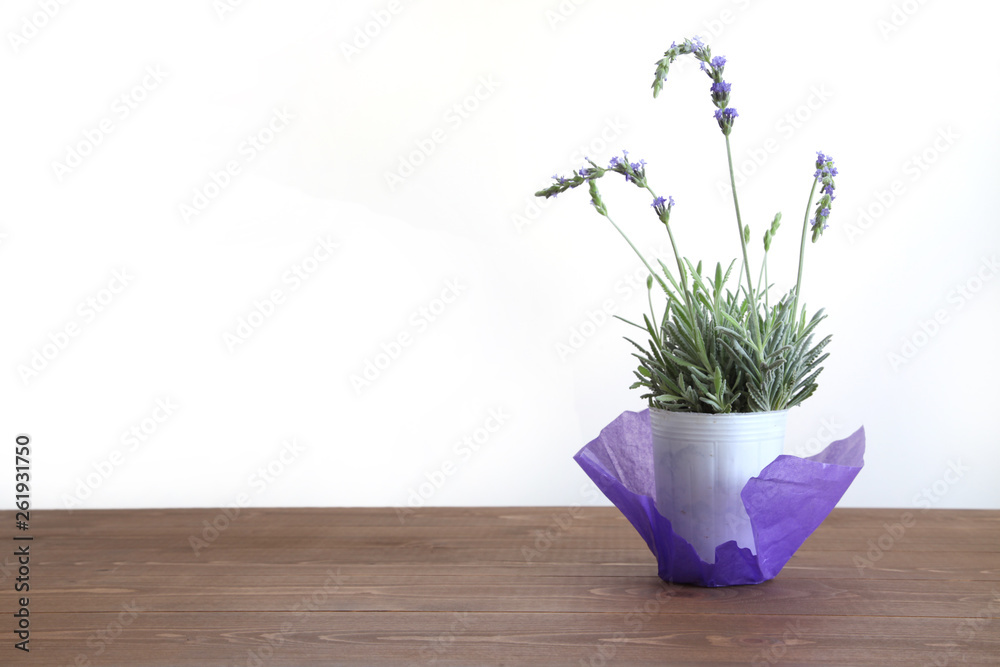 ラベンダーの花 鉢植え 白バック Stock Photo Adobe Stock