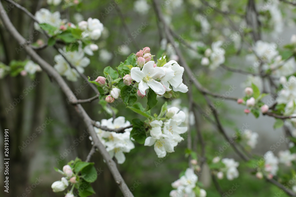 Obraz premium blooming apple tree in spring