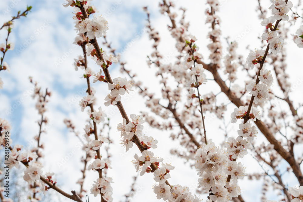 The beautiful spring blossoming apricot tree