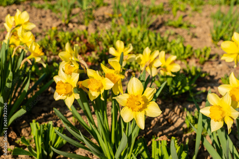 The beautiful spring blossoming flower an narcissus The beautiful spring blossoming flower an narcissus