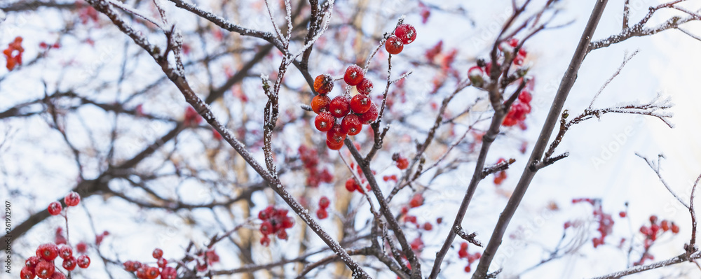 A branch of red rowan covered with hoarfrost A branch of red rowan covered with hoarfrost