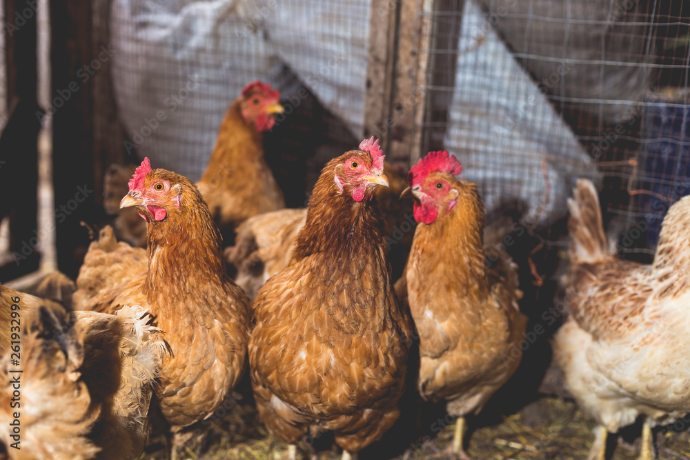 Fototapeta premium Chickens on the farm. Toned, style, color photo