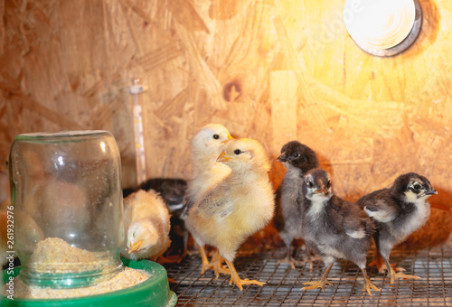 Little chickens in a brooder on the farm photo