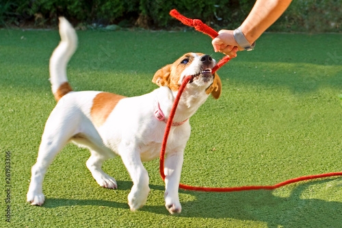 happy puppy jack russell playing with a red rope on the grass