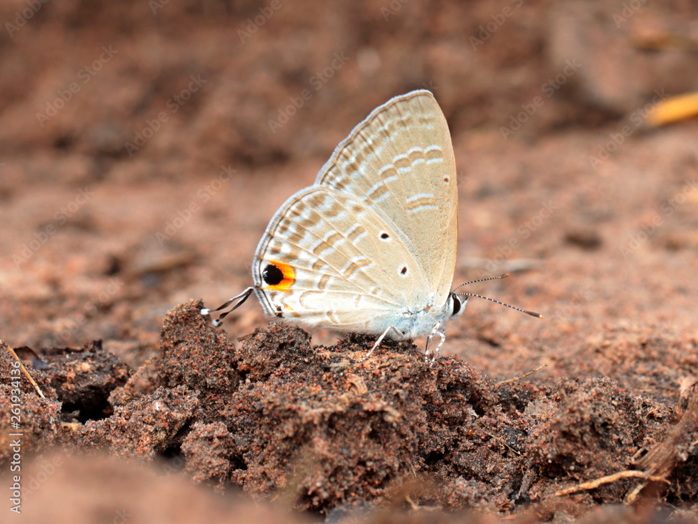butterfly on a soil. butterfly on a soil.