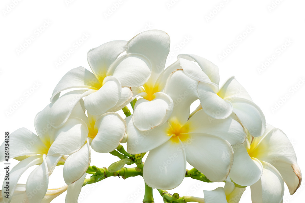White plumeria flowers on isolated white background. White plumeria flowers on isolated white background.