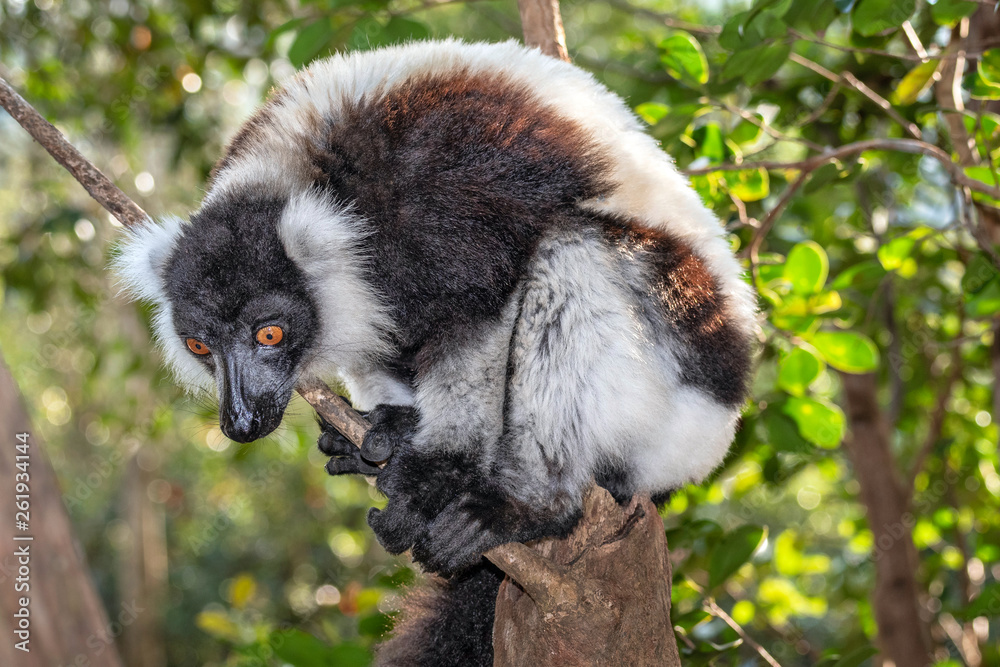 Fototapeta premium Black-and-white ruffed lemur, Varecia variegata, in its natural environment in Madagascar