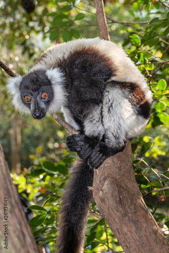 Black-and-white ruffed lemur, Varecia variegata, in its natural environment in Madagascar