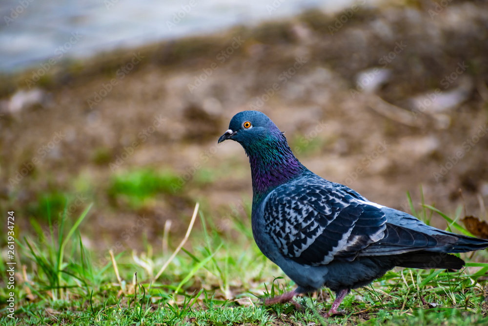 Beautiful and colorful dove. Blue bird of the pigeon family. Walks in the spring through the woods on the ground and grass in the light of a Sunny sunset. Beautiful and colorful dove. Blue bird of the pigeon family. Walks in the spring through the woods on the ground and grass in the light of a Sunny sunset.