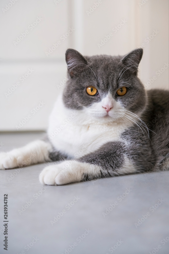 Cute British short-haired cat, indoor shooting Cute British short-haired cat, indoor shooting
