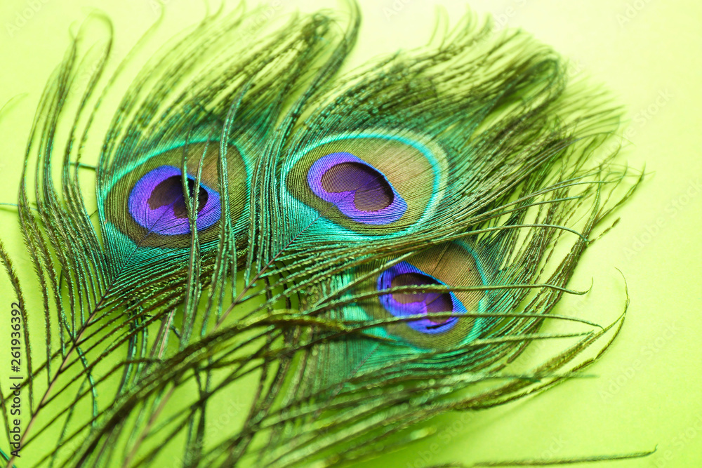 Fototapeta premium Bright peacock feathers on color background