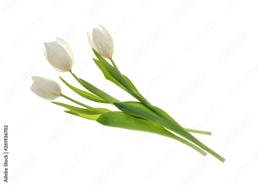 Beautiful tulip flowers on white background Beautiful tulip flowers on white background