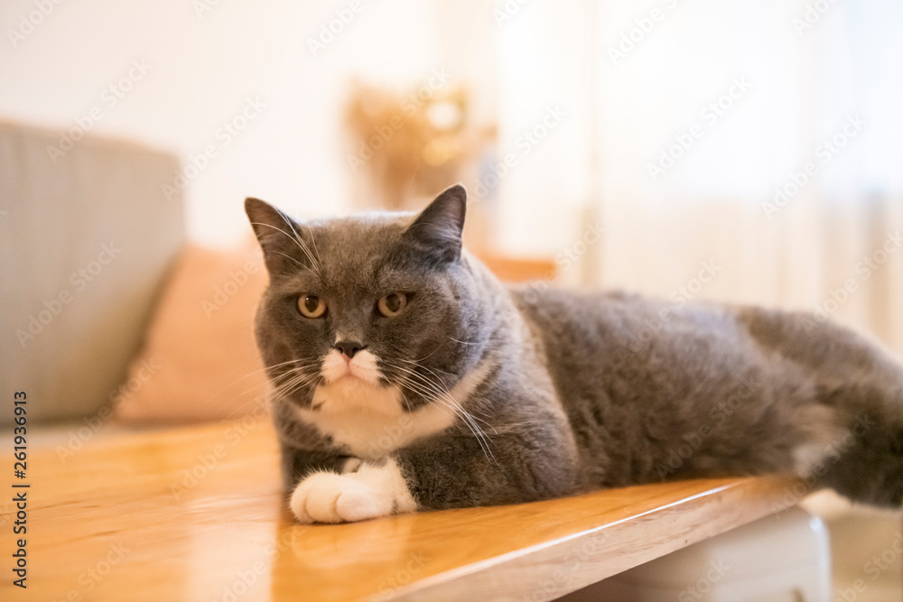 Cute British short-haired cat, indoor shooting