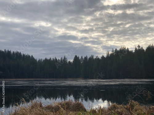 foggy morning in the forest