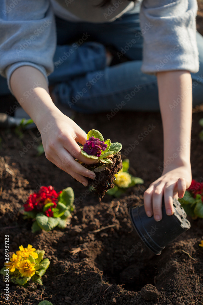 Plant the flower in the garden