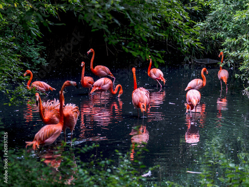 Pink flamingo in a pond