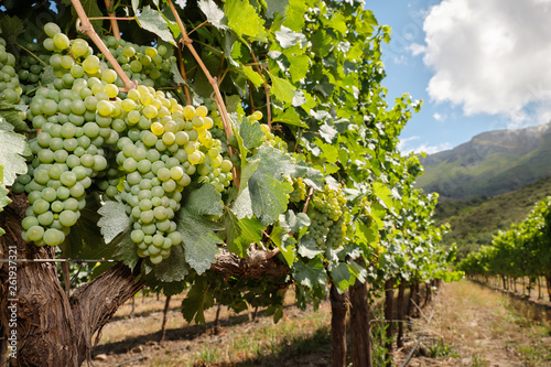 Bunches of white wine grapes on vine in vineyard landscape