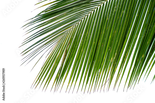 The tip of the dark green coconut leaf