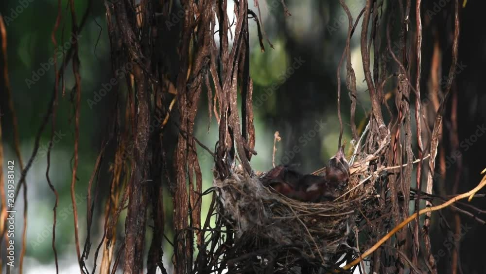 Bird (Streak-eared bulbul, Pycnonotus blanfordi) brown color perched in bird nest with baby bird on a tree in a nature wild