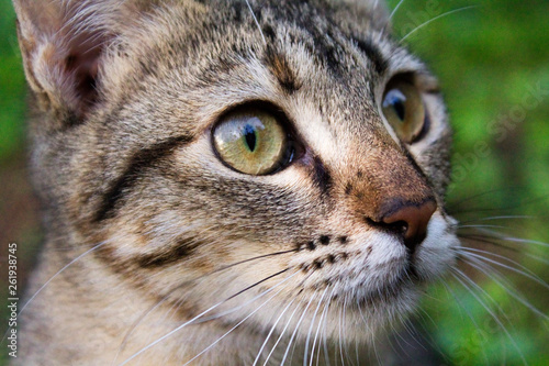 Portrait of black tabby cat on outdoors