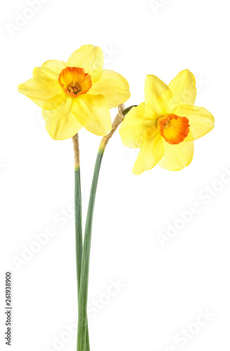 Yellow daffodil isolated on a white background. Narcissus flowers.