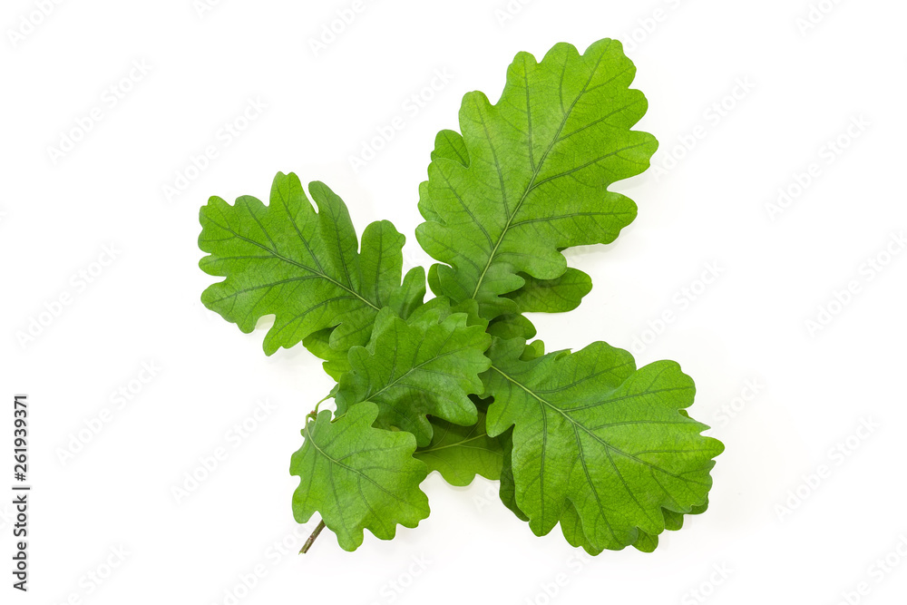 Branch of common oak with leaves on a white background Branch of common oak with leaves on a white background