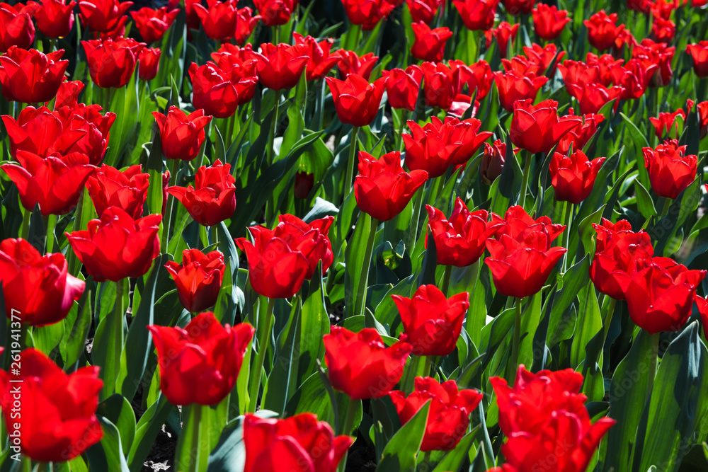 Beautiful bouquet of tulips nature background. Beautiful bouquet of tulips nature background.