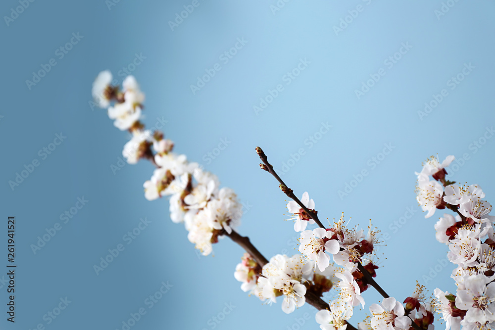 Beautiful blossoming branches on color background Beautiful blossoming branches on color background