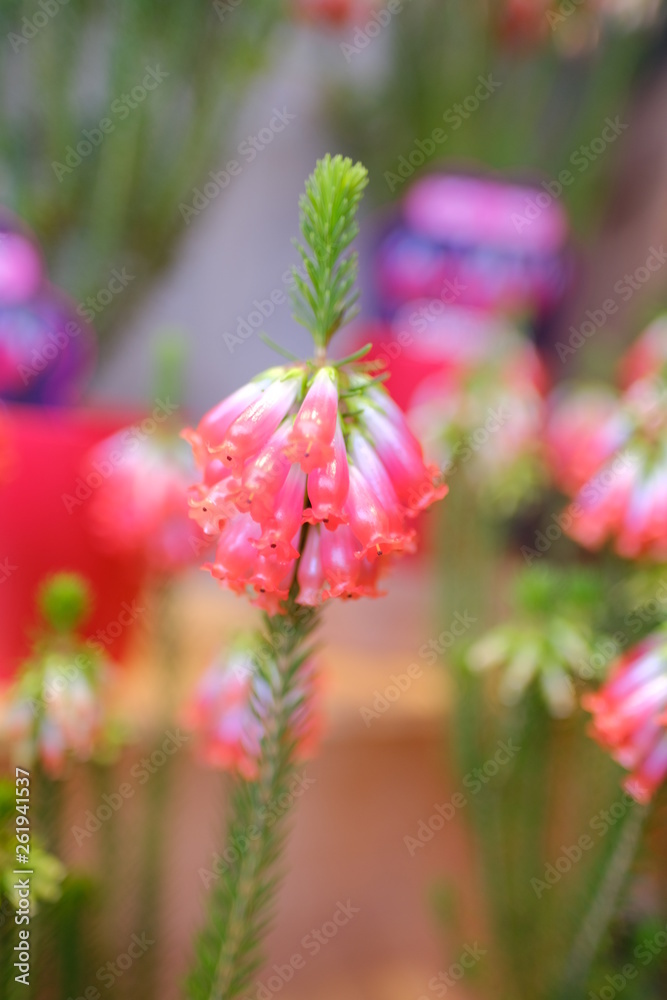 Macro view of beautiful colorful cute clear crystal red Japanese style flower in full blossom Macro view of beautiful colorful cute clear crystal red Japanese style flower in full blossom
