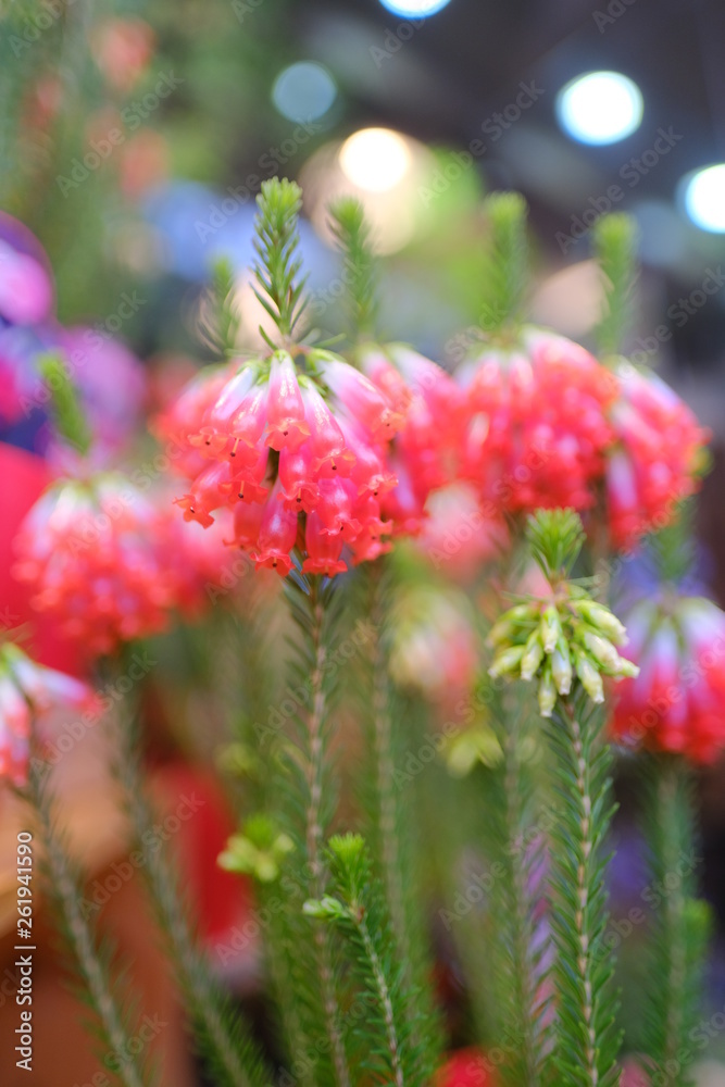 Macro view of beautiful colorful cute clear crystal red Japanese style flower in full blossom Macro view of beautiful colorful cute clear crystal red Japanese style flower in full blossom
