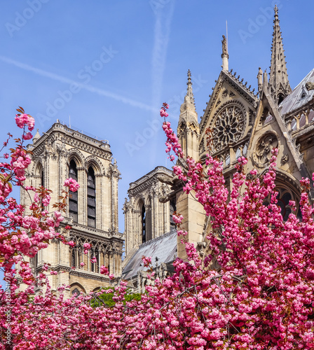 Notre Dame Cathedral in cherry blossom. Spring in Paris France