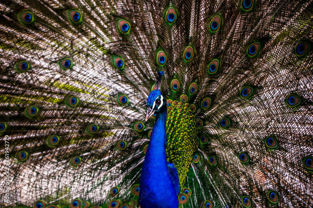 Obraz premium Peacock