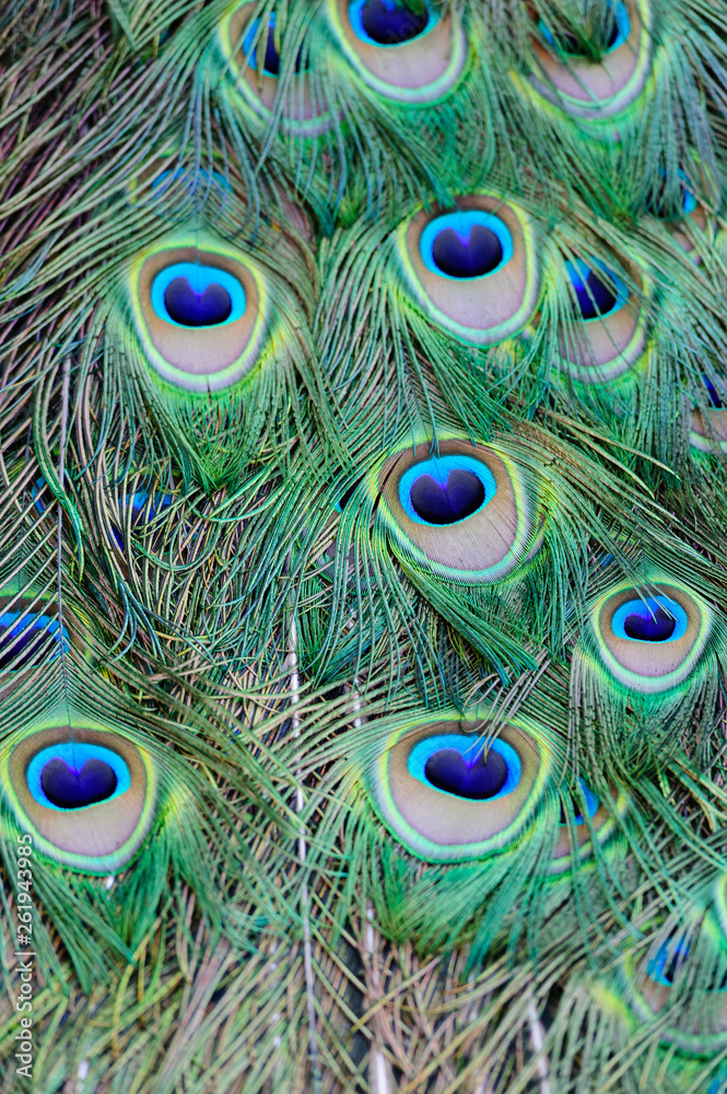 Fototapeta premium Peacock Feathers