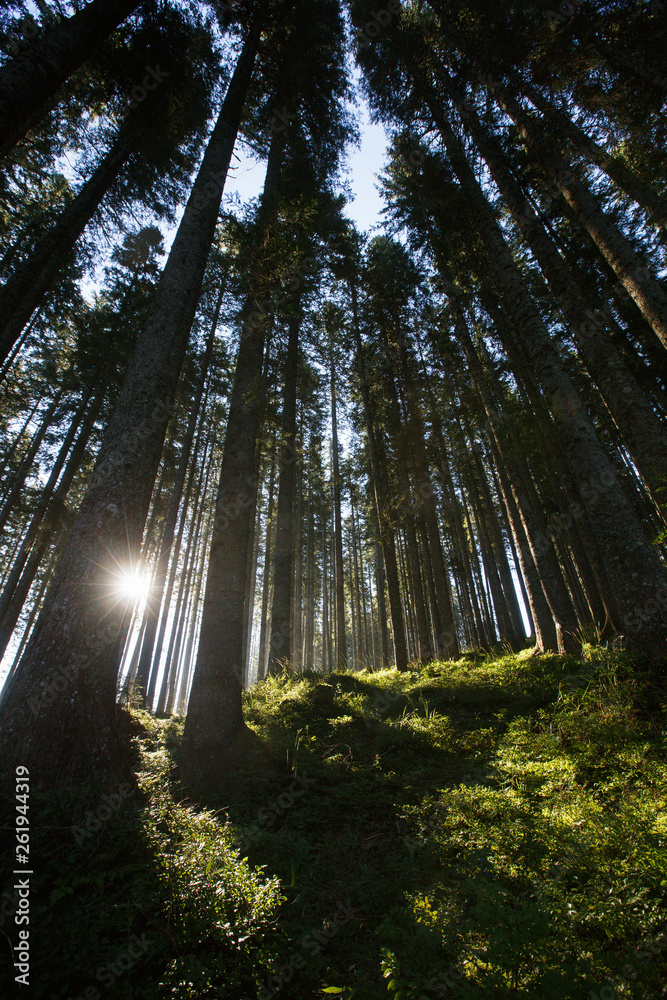 Lush and healthy spruce forest in the morning sunshine with dense undergrowth.