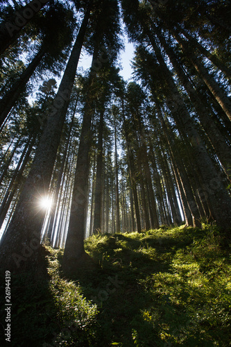 Obraz na płótnie Lush and healthy spruce forest in the morning sunshine with dense undergrowth. w salonie