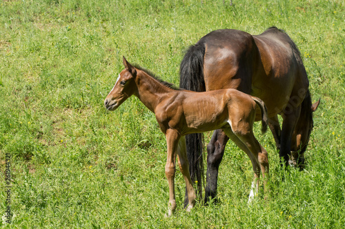 Timorous foal standing behind mom s back on a spring pasture