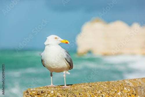 Möwe bei Klippen von Etretat