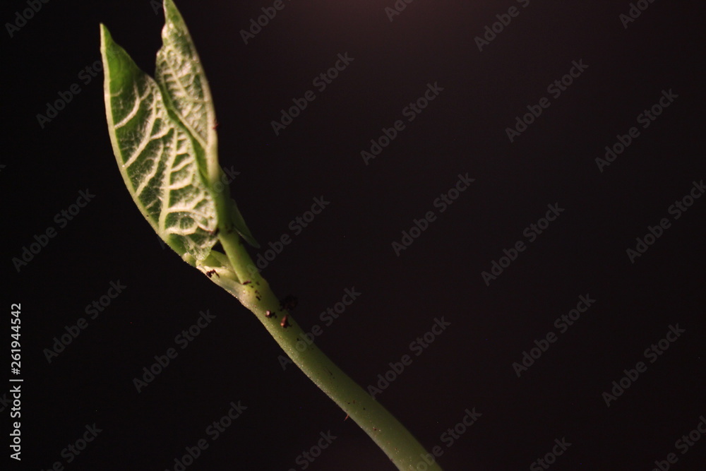 Fototapeta premium Bean Sprout germinating. Isolated on black background. Spring time lapse. Growing plant.