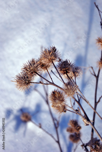 Arctium lappa (greater burdock, gobo, edible burdock, lappa, beggar's buttons, thorny burr, happy major) dry flowers on blurry white snow background top view