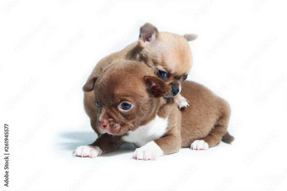 Studio shot of adorable chihuahua puppies. Age one month. 
