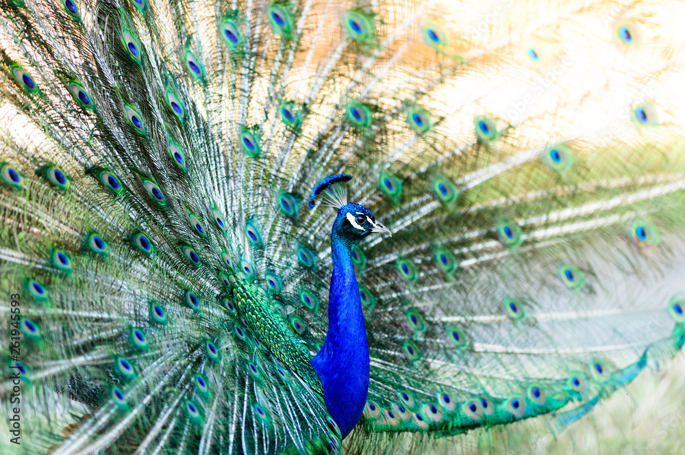 Obraz premium Peacock