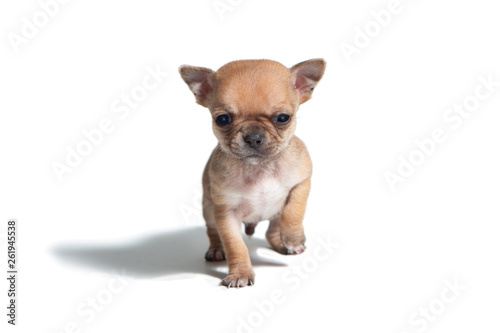 Studio shot of adorable chihuahua puppies. Age one month.  © Oleh