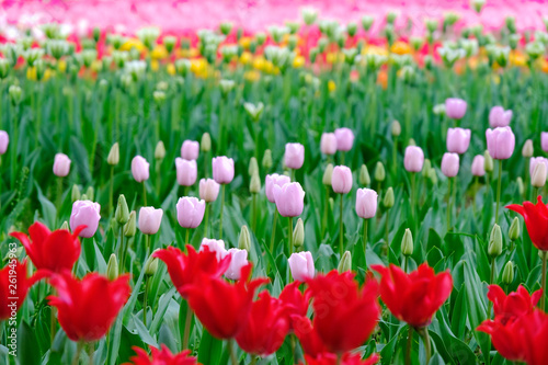 Fototapeta Naklejka Na Ścianę i Meble -  tulip flower garden